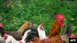 Khoảng 8.000 con gà đã bị giết sau khi thấy thức ăn cho chúng có nồng độ dioxin quá cao