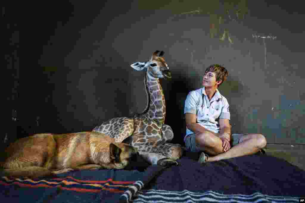 Hunter, a young Belgian Malinois, rests next to Jazz, a nine-day-old giraffe, as orphanage worker Janie Van Heerden looks on at the Rhino orphanage in the Limpopo province of South Africa.