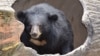 ความพยายามอนุรักษ์หมีของทางการกัมพูชาเป็นตัวอย่างที่ดีแก่บรรดาประเทศเพื่อนบ้าน 