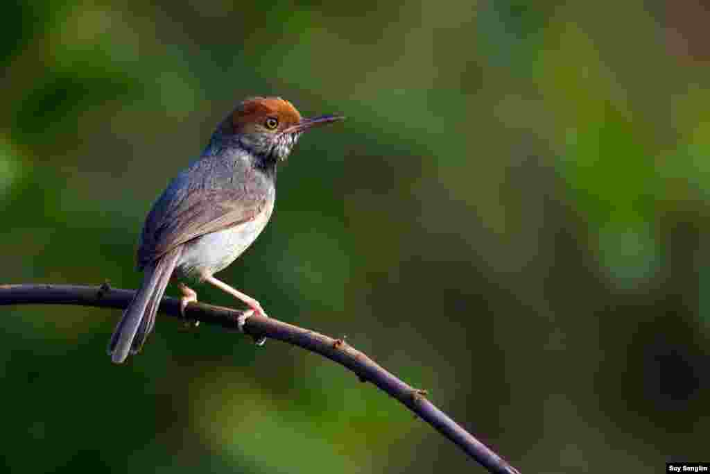 A new species to the world of tailorbirds was discovered in 2009 within the territory of Phnom Penh city by leading author Simon Mahood of Wildlife Conservation Society Cambodia. The Cambodian Tailorbird is the second endemic species to Cambodia after Cambodian Laughingthrush. (Photo by Suy Senglim)