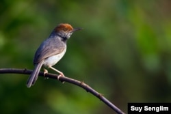 A new species to the world of tailorbirds was discovered in 2009 within the territory of Phnom Penh city by leading author Simon Mahood of Wildlife Conservation Society Cambodia. (Photo by Suy Senglim)