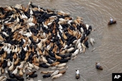 Cattle are herded through floodwaters toward higher ground, near Chenango, Texas, June 4, 2016. Parts of Texas have been inundated with rain in the last week, and more than half of the state has been under flood watches or warnings.