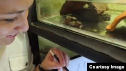 Teresa Camacho Badani helping Romeo write a letter to fellow water frogs, the Loa Water Frog, in Chile, urging them to not give up hope. (Photo by Sophia Barrón, Museo de Historia Natural Alcide d’Orbigny)