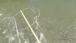 Азійський короп витісняє інші види риби з водойм Іллінойсу
