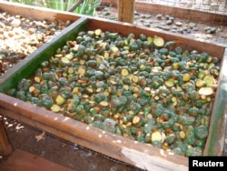 Peyote buttons are shown in the yard of a peyote dealer in Rio Grande, Texas October 12, 2007.