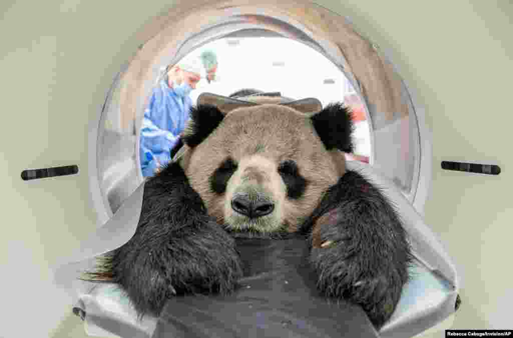 A handout photo by Berlin Zoo shows male Chinese panda bear Jiao Qing having a CT scan at the Institute for Zoo and Wildlife Research (IZW) in Lebniz, Germany.