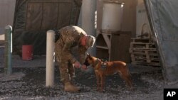 FILE - A U.S. solider gives his guard dog water to drink at the Kandahar Air Base in Afghanistan.