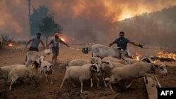 Men gather sheep to take them away from an advancing fire on August 2, 2021 in Turkey's Mugla, Marmaris district. (Photo by Yasin AKGUL / AFP)