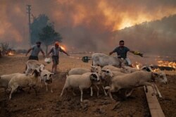 ترکی میں جنگل کی بے قابو آگ سے مویشیوں کے فارموں کو بڑے پیمانے پر نقصان پہنچا ہے۔ 4 اگست 2021