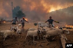 ترکی میں جنگل کی بے قابو آگ سے مویشیوں کے فارموں کو بڑے پیمانے پر نقصان پہنچا ہے۔ 4 اگست 2021