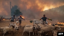 土耳其民众赶着羊群躲避渐近的大火。（2021年8月2日）