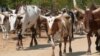 Seca mata gado bovino em Benguela 