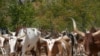 Banca financia pequenos criadores de gado no Namibe
