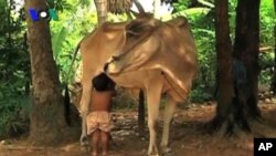 ក្មេង​ប្រុស​ម្នាក់​​នេះ​នៅ​ខេត្ត​សៀមរាប​បាន​ចាប់​ផ្តើម​បៅដោះ​មេគោ​ នៅ​ក្រោយ​ពេល​ឪពុក​ម្តាយ​បាន​ចាក​ចេញ​ទៅ​ប្រទេស​ថៃ​ដើម្បី​ស្វែង​រក​ការងារ។