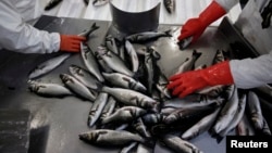 Workers collect sea bass inside a packing station of Selonda fish farming company near Sofiko village, about 100 km (62 miles) southwest of Athens November 12, 2013. The future of Greece's aquaculture industry is important for the country as a whole, as i