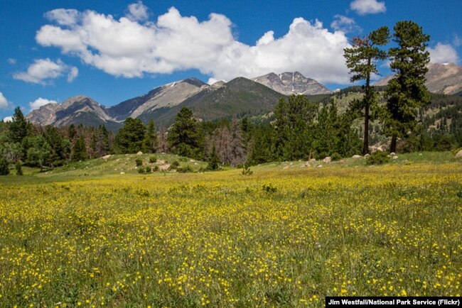 Rocky Mountain meadows