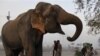 У світі зменшується чисельність диких слонів