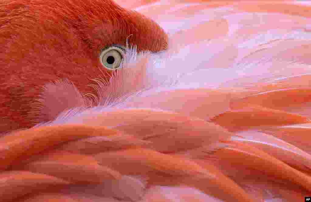 A flamingo hides its head in its feathers on a cold day at the zoo in Cologne, Germany.
