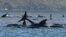 ត្រី​បាឡែន​ប្រភេទ pilot whale ​យ៉ាង​ហោច​ណាស់​២៥​ក្បាល​ ក្នុង​ចំណោម​ ​២៧០ ​ក្បាល​ ដែល​​បាន​ជាប់​​គាំង​​​នៅ​​ទឹក​រាក់​ក្បែរ​ឆ្នេរ​​ក្នុង​​តំបន់​ដាច់​ស្រយាល​មួយ​ ត្រូវ​បាន​ជួយ​សង្គ្រោះ ក្នុង​តំបន់​​​​ឆ្នេរ​ខាង​លិច​នៃ​កោះ Tasmania ​​អូស្រ្តាលី ថ្ងៃ​ទី ២១ ខែកញ្ញា ឆ្នាំ២០២០។ 