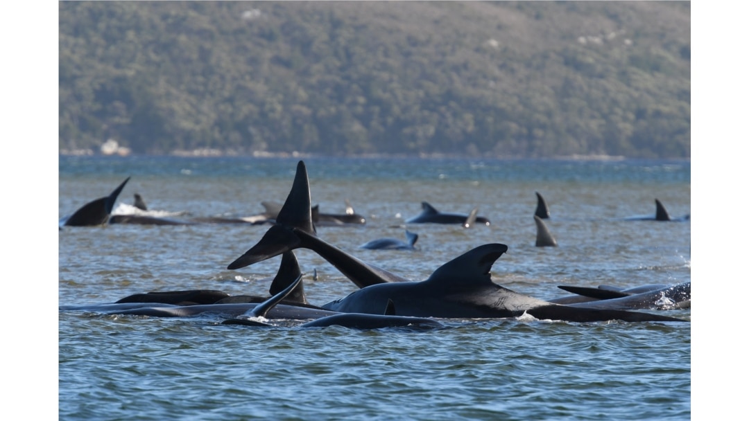 Sekelompok paus, yang diyakini sebagai paus pilot, terdampar di Pelabuhan Macquarie, dekat Strahan, Tasmania, Australia, 21 September 2020. (Foto:AAP / The Advocate Pool, Brodie Weeding via REUTERS)