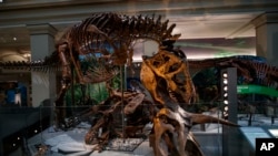 A Tyrannosaurus rex skeleton is seen on display biting a Triceratops during the Smithsonian's National Museum of Natural History's "David H. Koch Hall of Fossils-Deep Time" during a media preview in Washington, Tuesday, June 4, 2019. (AP Photo/Carolyn Kaster)