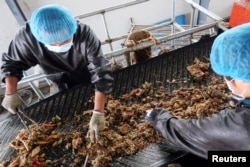 Para pekerja memilah-milah sampah dapur untuk makan ternak kecoak di fasilitas pengolahan sampah milik Shandong Qiaobin Agriculture Technology di pinggiran Jinan, Provinsi Shandong, China, 17 Oktober 2018.