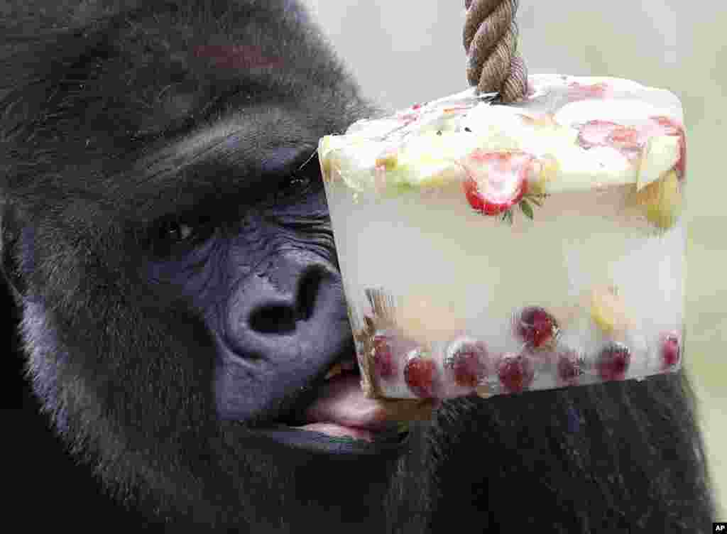 Western lowland gorilla Kijivu licks an ice block with fruits to cool down during a hot weather day at the Zoo in Prague, Czech Republic.