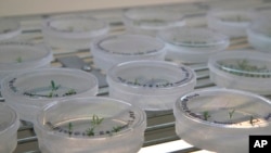 FILE - This Sept. 27, 2018 photo shows petri dishes with citrus seedlings that are used for gene editing research at the University of Florida in Lake Alfred, Florida. 