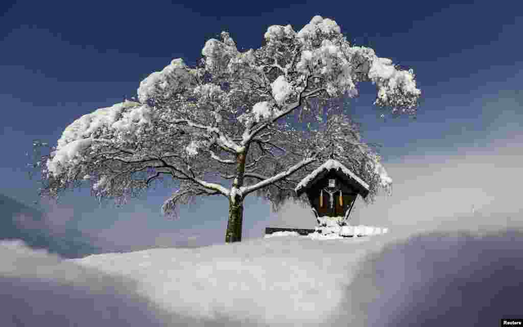 A tree covered with snow on a sunny spring day in the western Austrian village of Absam