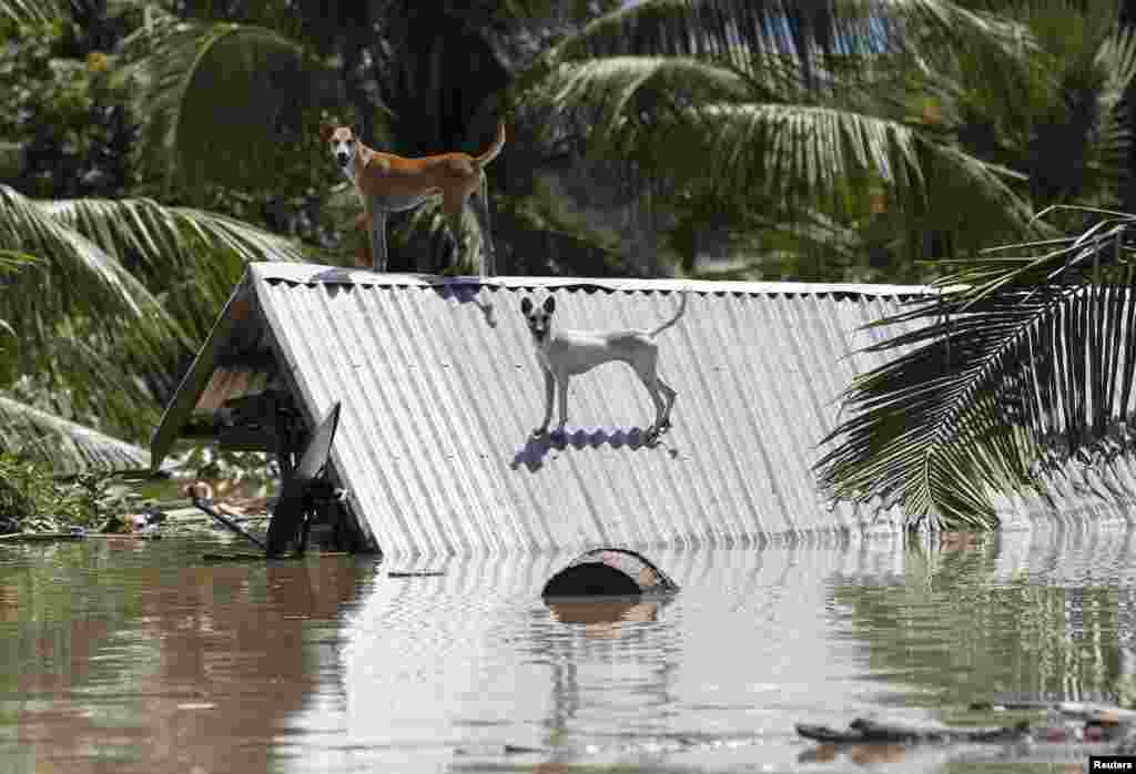 KALAY, Myanmar Dogs stand on the roof of a home in a flooded village at Kalay township at Sagaing division, August 2, 2015. Storms and floods have so far killed 21 people, with water levels as high as 2.5 metres in Sagaing and 4.5 metres in western Rakhin