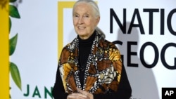 Jane Goodall arrives at the Los Angeles premiere of "Jane" at the Hollywood Bowl, Oct. 9, 2017, in Los Angeles.