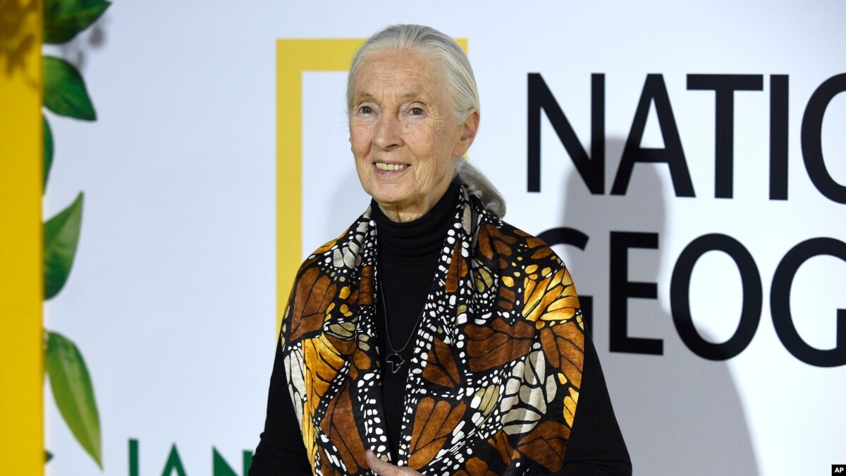 Jane Goodall Documentary Shows Her Early Work with Chimpanzees