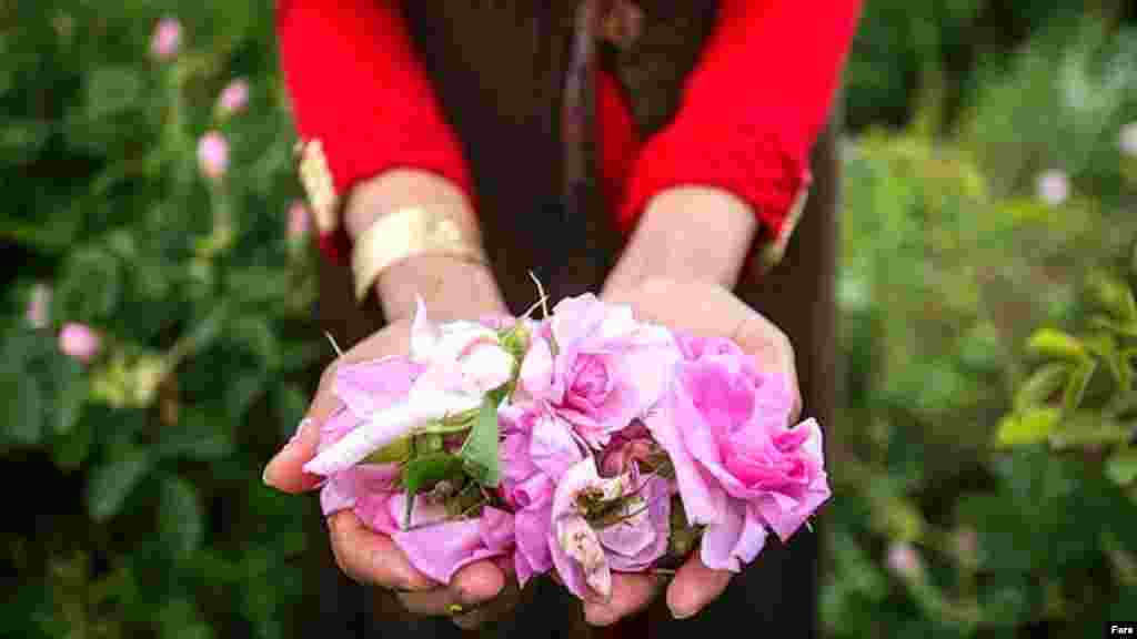Iran Mashhad flower