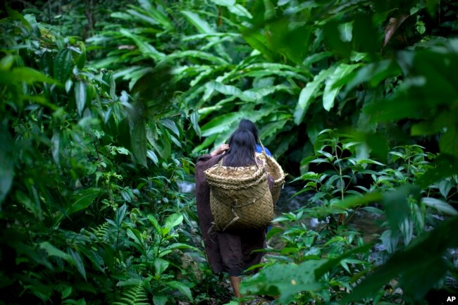 Ashaninka Indian girls walk through a forest path as they return to their village after shopping in the nearby village in Peru's Amazon region, Oct. 1,2013. (AP Photo/Rodrigo Abd)