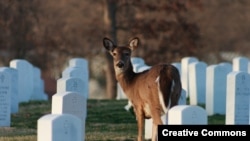 Deer grazing in Jefferson Barracks National Cemetery, St. Louis County, Missouri. (Philip Leara, Creative Commons)