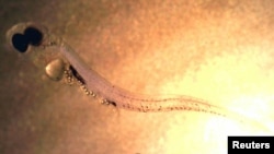 Larval perch that has ingested microplastic particles in this undated photo. (Courtesy of Oona Lonnstedt/eurekalet.org)