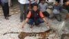 Polisi Tangkap Tiga Pelaku Perdagangan Organ Harimau Sumatera di Riau