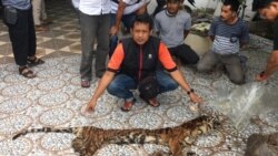 Tulang belulang harimau Sumatera yang berhasil disita polisi dari tangan pelaku. (Courtesy: Polda Riau)