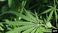 SHBA: Debat i ndezur për legalizimin e marijuanës