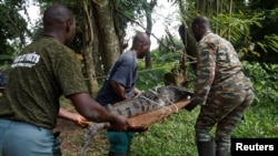 Un Crocodile capturé dans une lagune et temporairement conservé dans un zoo est transporté pour être relâché dans un parc national, à Abidjan, Côte d'Ivoire le 14 juillet 2017. REUTERS / Luc Gnago - 