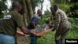 Un Crocodile capturé dans une lagune et temporairement conservé dans un zoo est transporté pour être relâché dans un parc national, à Abidjan, Côte d'Ivoire le 14 juillet 2017. REUTERS / Luc Gnago -