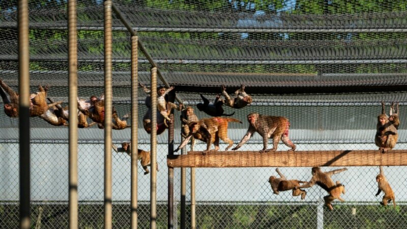 How Primates Are Aiding the Fight Against COVID-19 in Louisiana