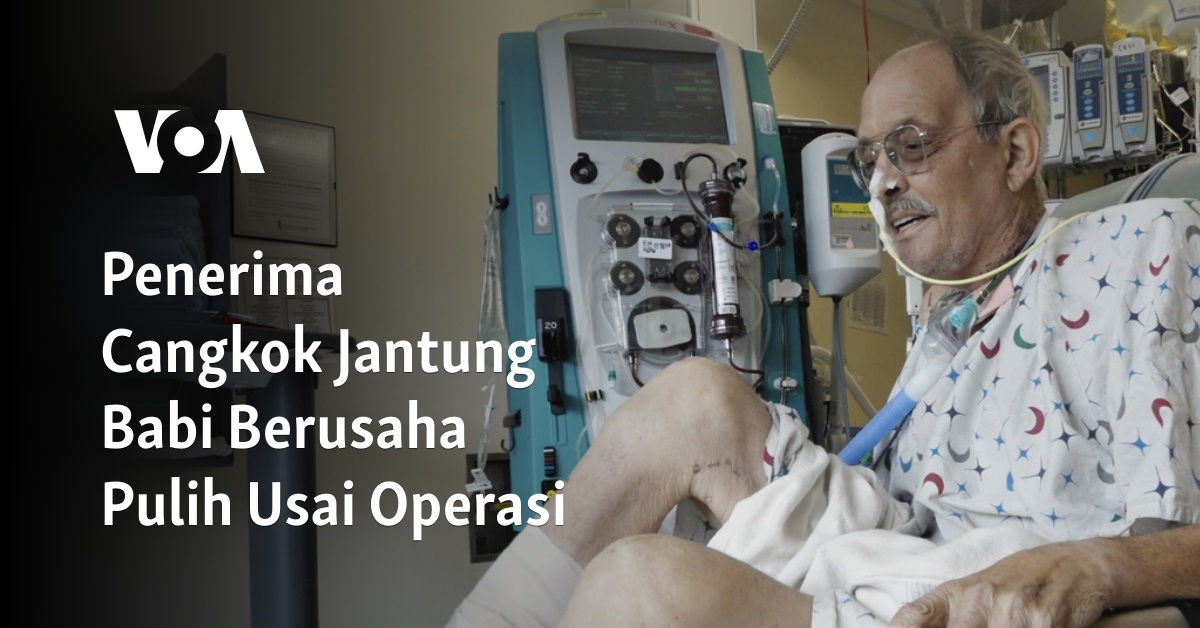 Penerima Cangkok Jantung Babi Berusaha Pulih Usai Operasi