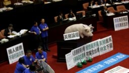资料照：台湾国民党在立法会现场摆放一头猪模型以反对开放美猪进口。（2016年5月31日）