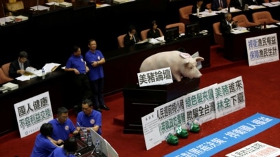 台湾决定明年开放美 莱猪 进口 业界抵触执行不易