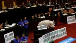 Beberapa anggota parlemen dari partai oposisi Taiwan memprotes keputusan pemerintah untuk melonggarkan pembatasan impor daging babi dari AS. (Foto: REUTERS/Tyrone Siu) 