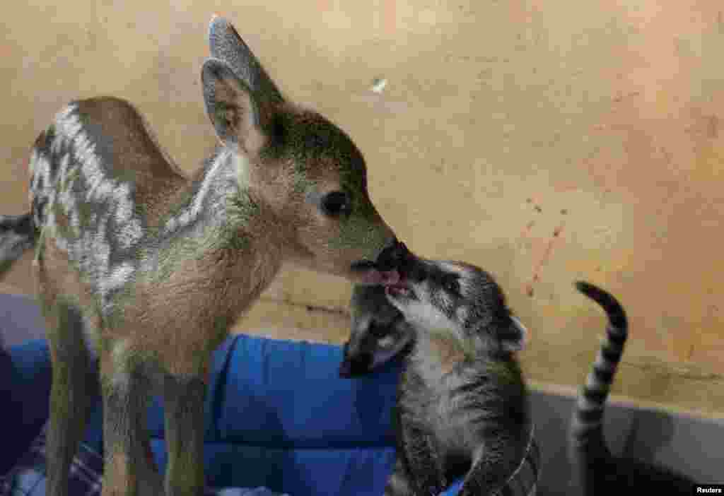 A roe deer cub licks a coati at a local park of miniatures in Bakhchisaray, Crimea, June 10, 2020.