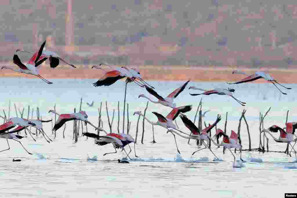 Flamingos are seen at the Vjosa-Narte Protected area in Vlora, Albania.