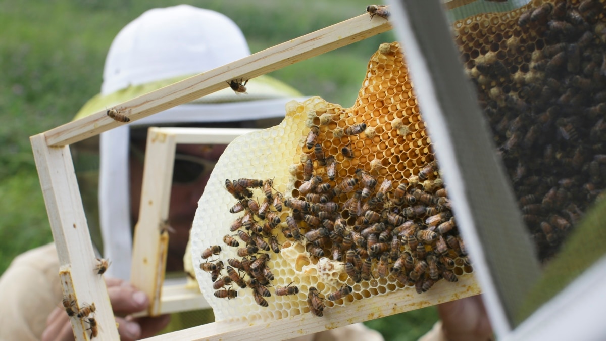 Veterans use beekeeping to improve well being - VA News