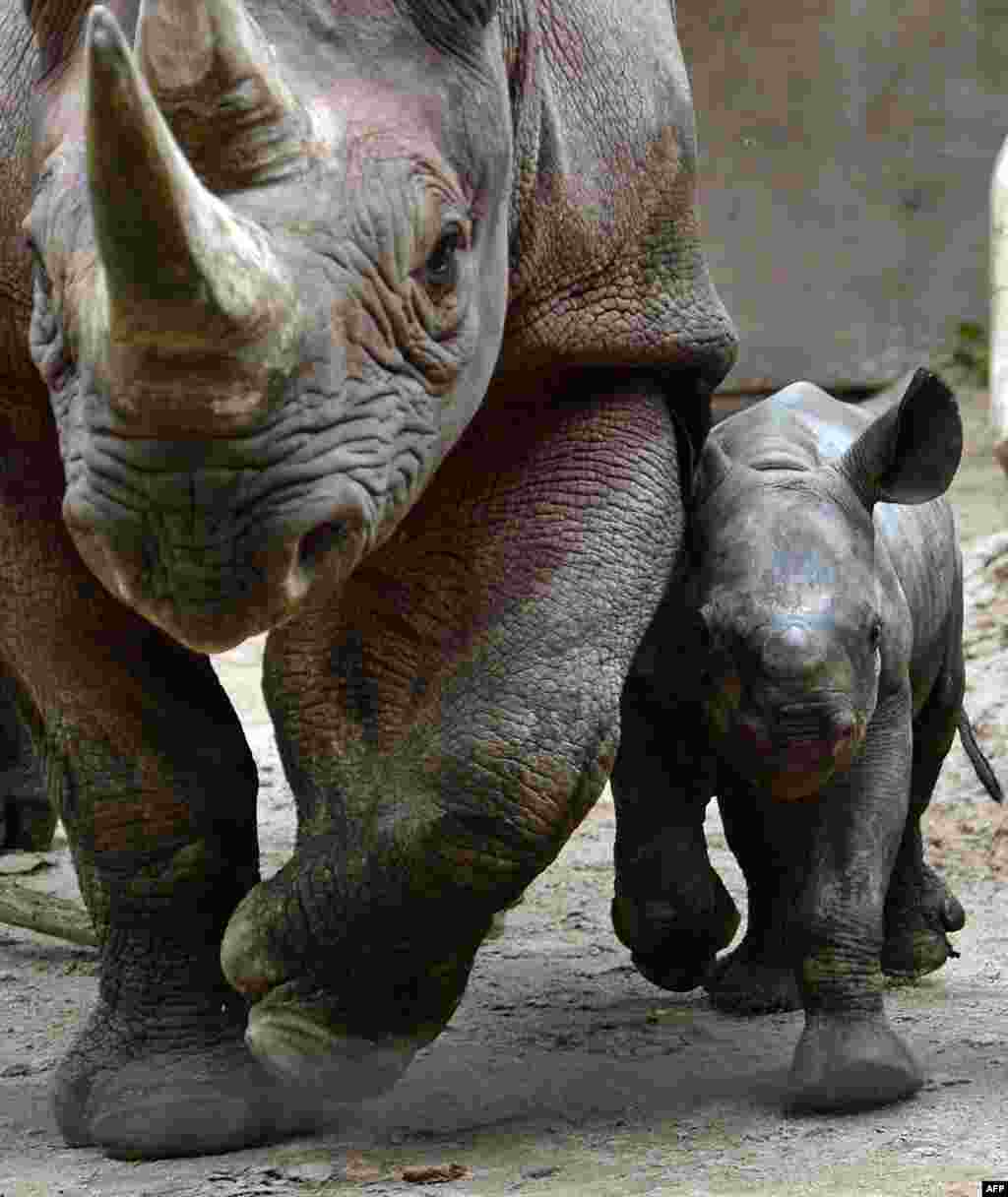 Một con tê giác hai tuần tuổi đi bên mẹ trong chuồngtại một vườn thú ở thành phố Leipzig, miền đông nước Đức.